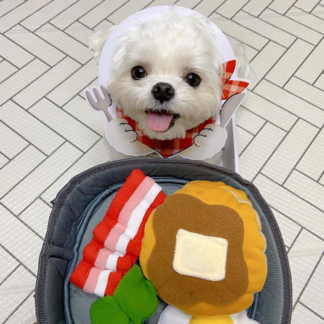 Breakfast Dog Toy